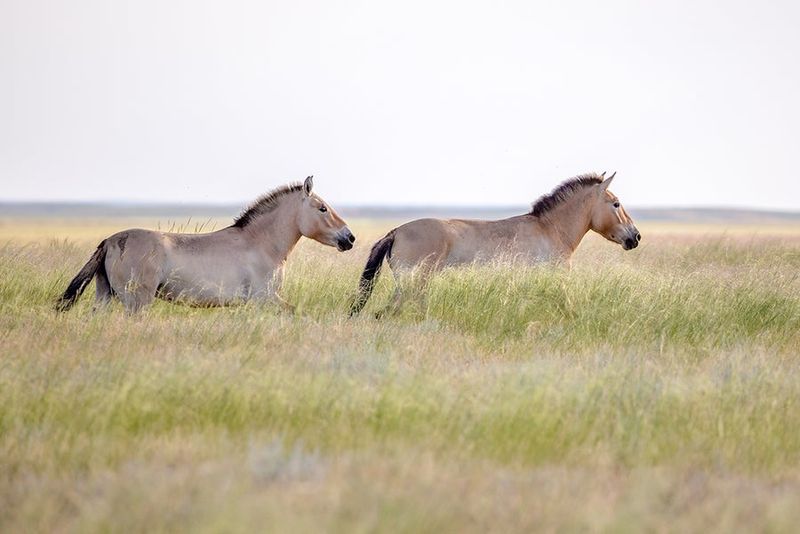 Grassland Ecosystem Collapse