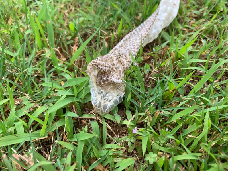 Shed Snake Skins Found In The Area