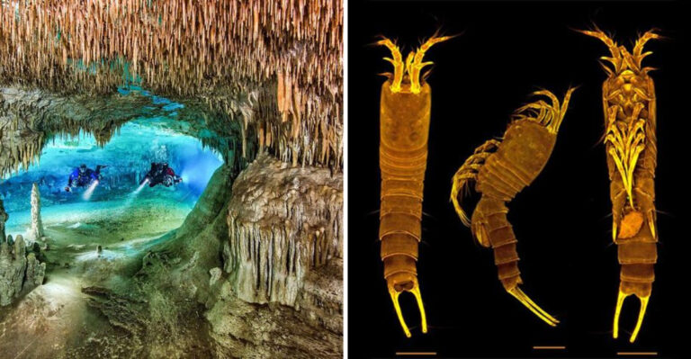 Mysterious Sea Creature Spotted By Scuba Divers In Bermuda’s Hidden Tidal Cave