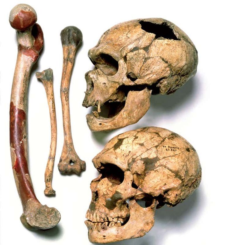 Genetic Signs Of Interspecies Breeding