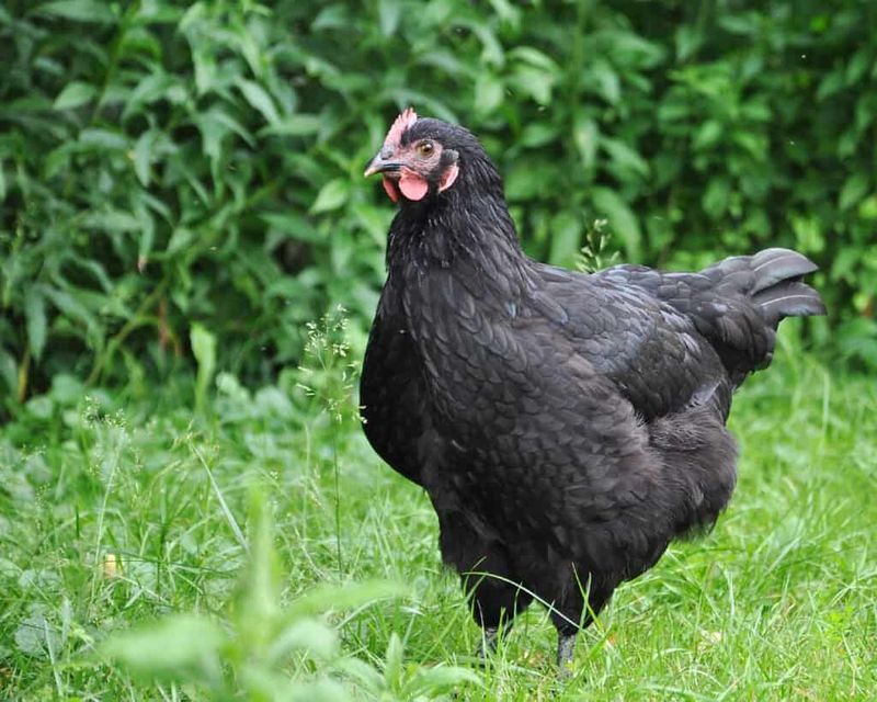 Regal Australorp