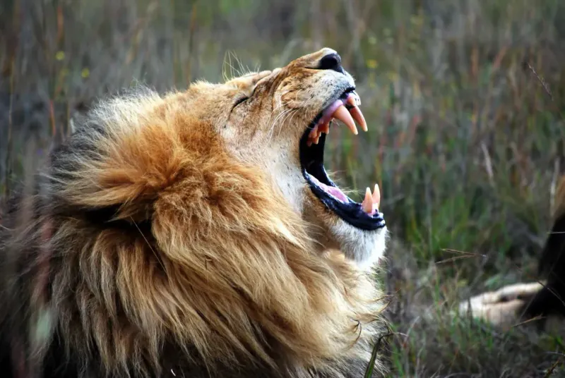 NONSENSE: Lions Purr Like House Cats
