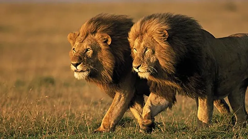 NONSENSE: Black Lions Exist In The Wild