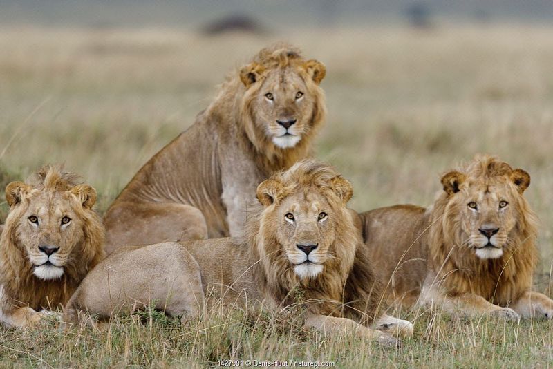 NONSENSE: Lions Are Solitary Hunters