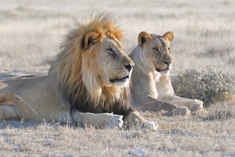 NONSENSE: A Lion's Roar Causes Paralysis