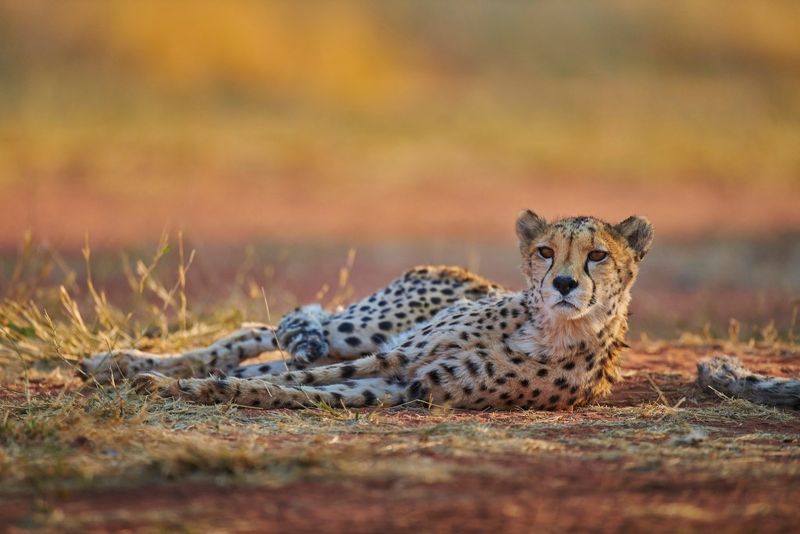 Okonjima Nature Reserve, Namibia