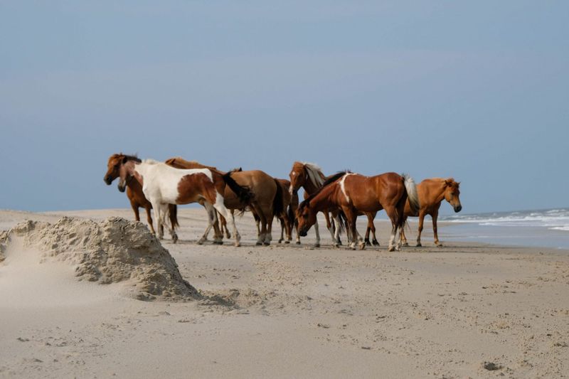 Assateague's Beach-Dwelling Ponies