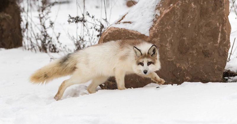 Arctic Fox-Red Fox Hybrids Signal Climate Shifts