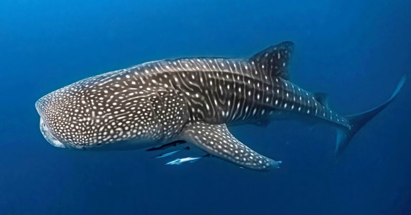 Whale Shark