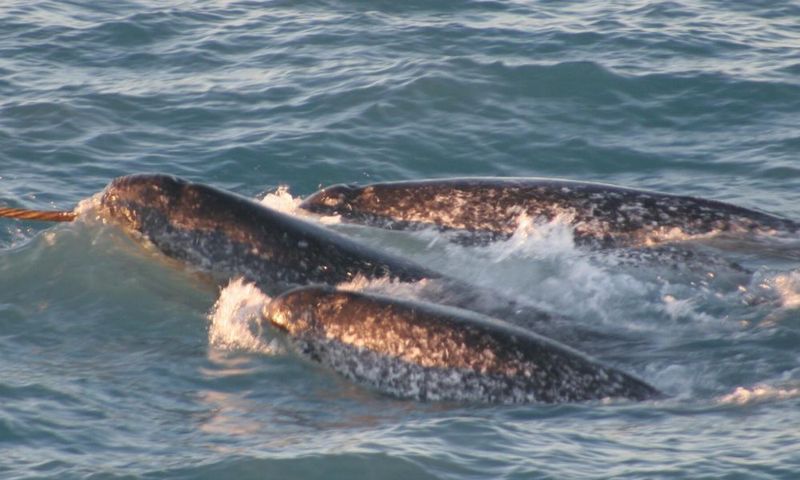 Narwhals Are Social Animals