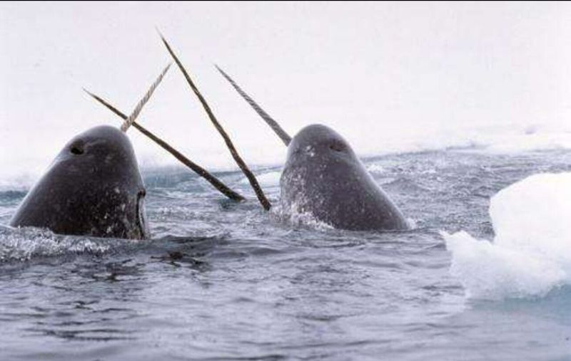 Narwhals Migrate Seasonally
