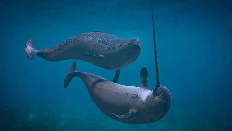 They Communicate Using Clicks And Whistles