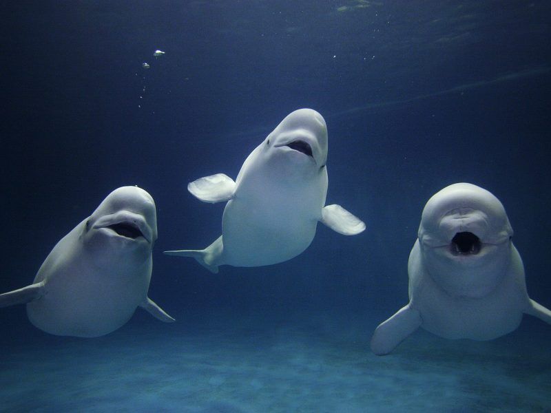 They Are Close Relatives Of Beluga Whales