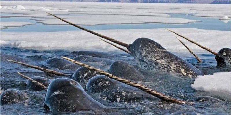 Their Tusk Growth Is Linked To Age And Hormones