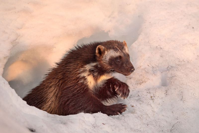 Wolverines' Fearless Scavenging Skill
