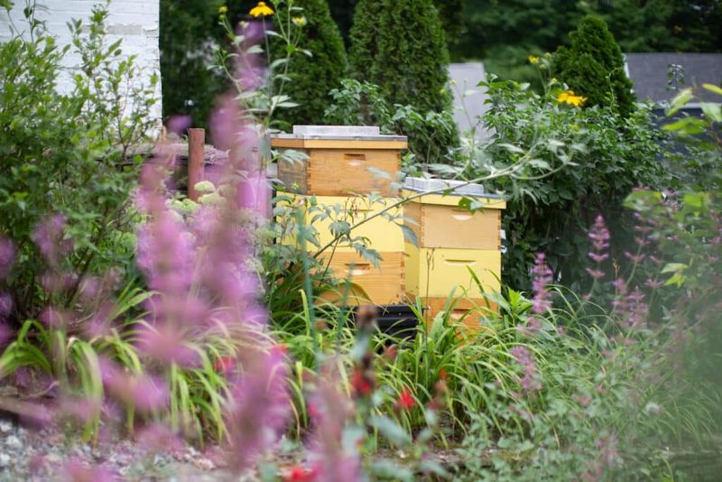 Pollinator-Friendly Landscaping Complements Hives