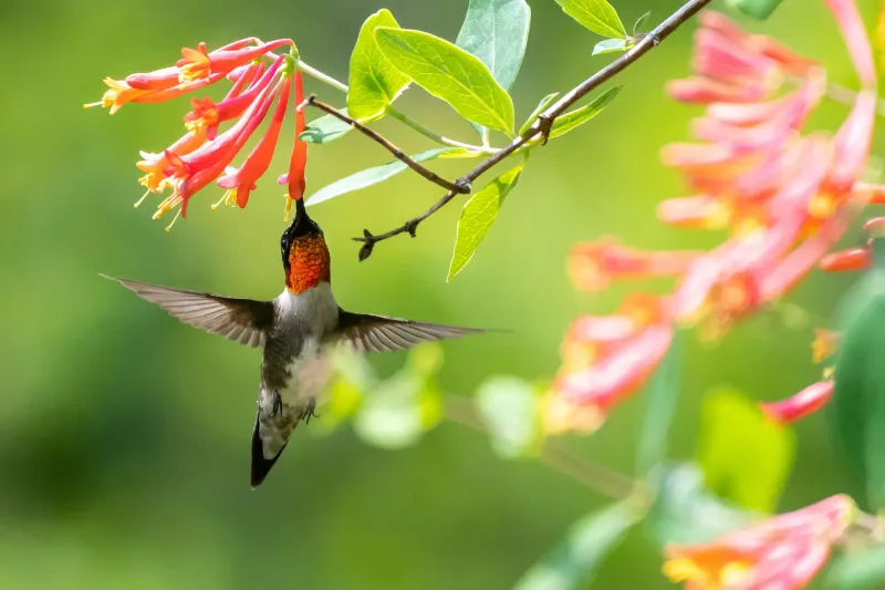 Trumpet Honeysuckle: Hummingbird Haven