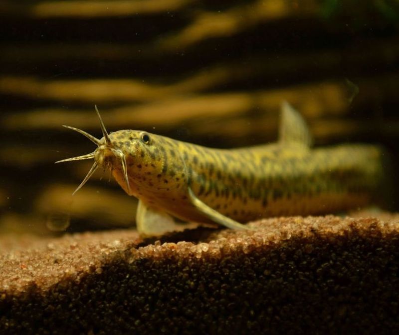 Insect Populations Collapsing Under Predation Pressure