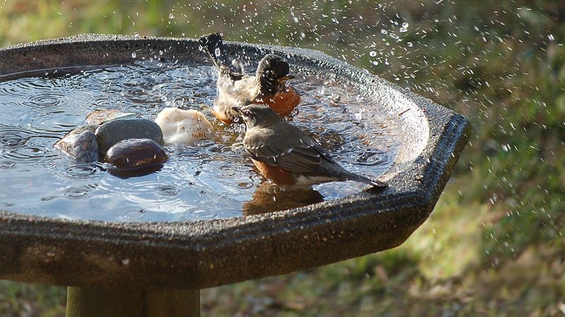 Water Features: Splashing Success