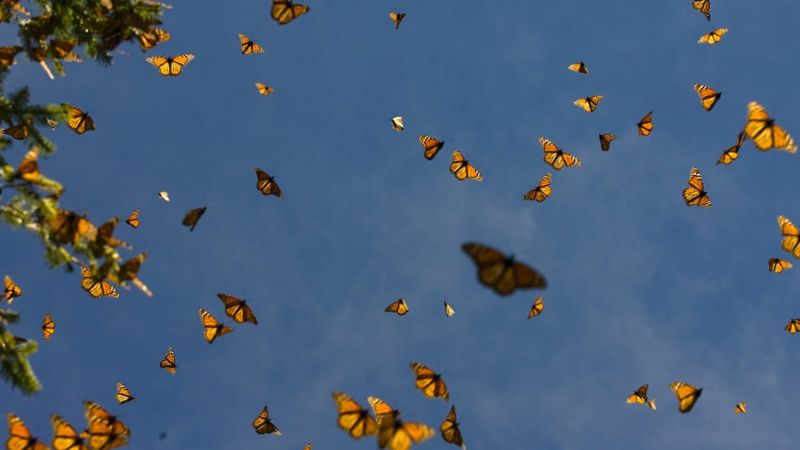 Georgia's Geography Creates Natural Migration Funnels