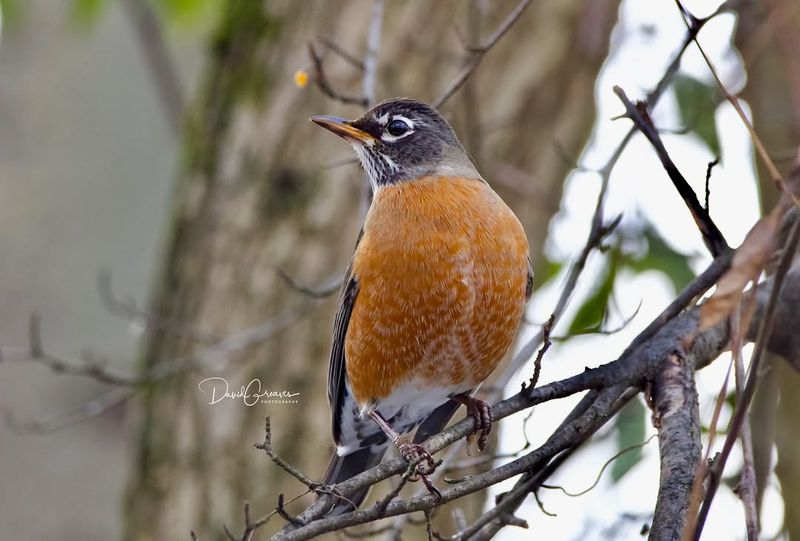 Quiet Yards Make Robins Feel Safe