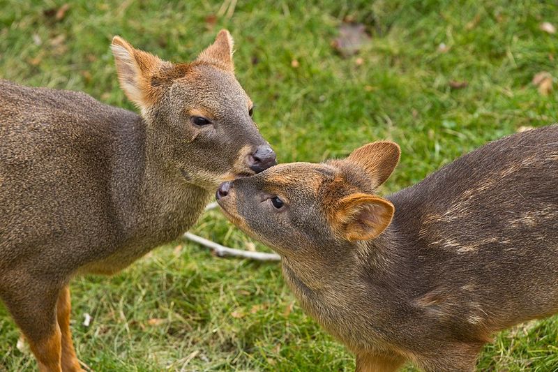 Super Shy Nature
