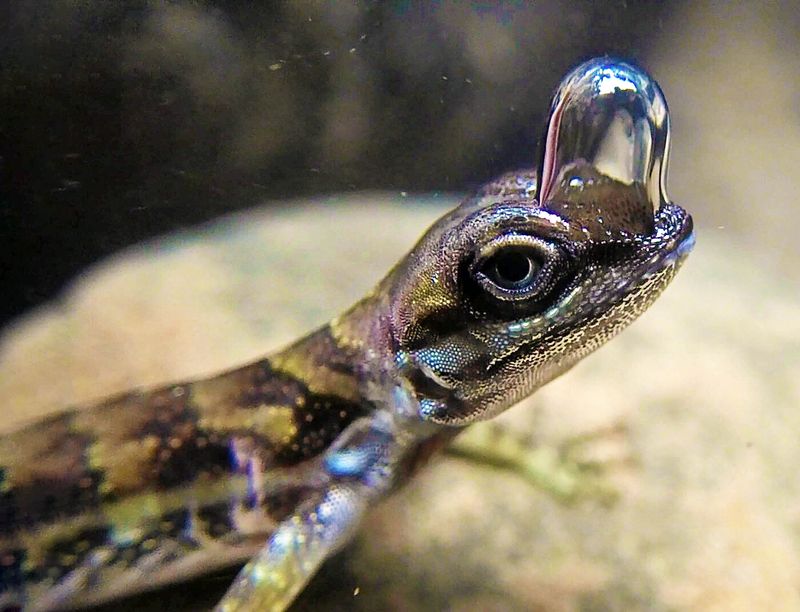 Known As The Water Anole