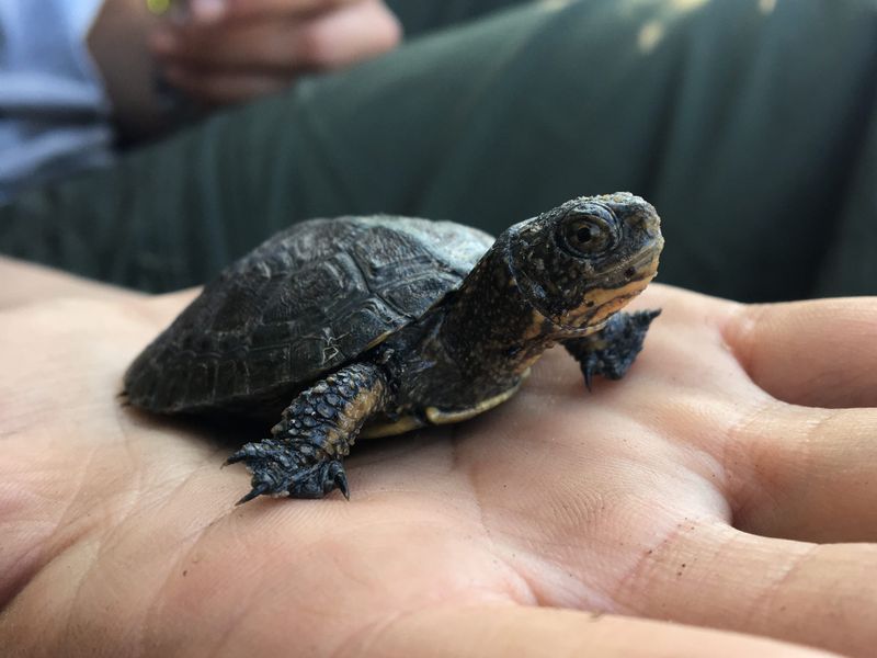 What Triggered The Bullfrog Invasion