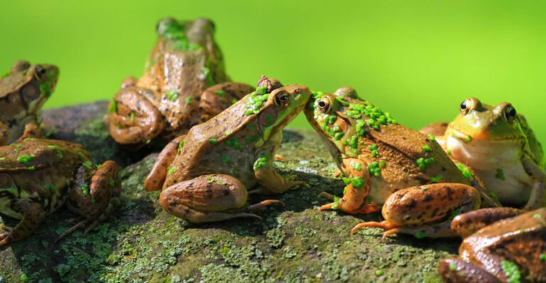 Native Turtles Reappear In Yosemite Following Removal Of Over 16,000 Invasive Bullfrogs