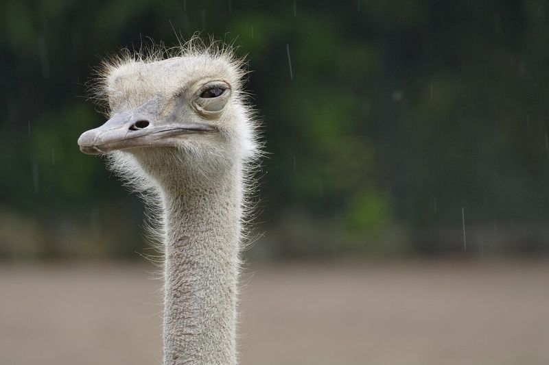 Flightless Birds Helped Shape New Ecosystems