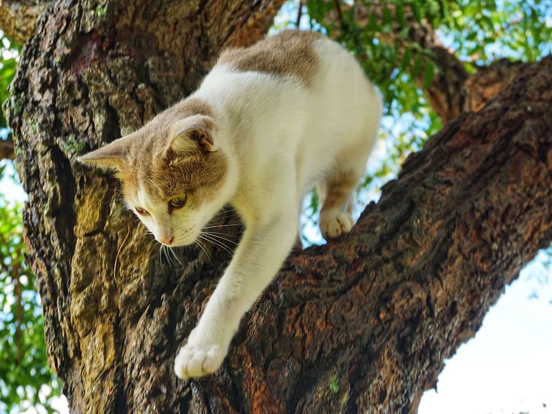 Exercise Opportunities Keep Your Cat Fit