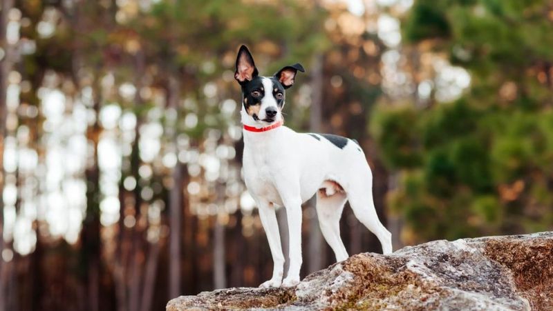 Terrier Trouble: Rat Terriers