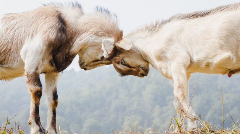 Surprisingly Affectionate Companions