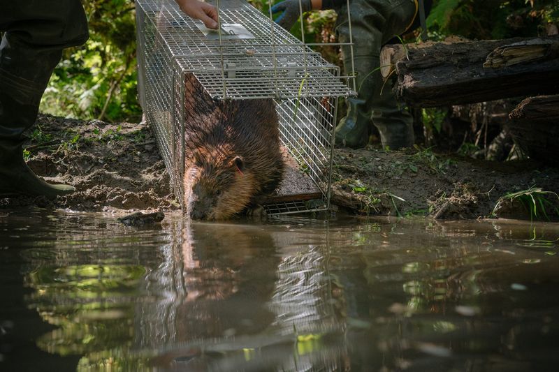 Wildlife Corridor Creators