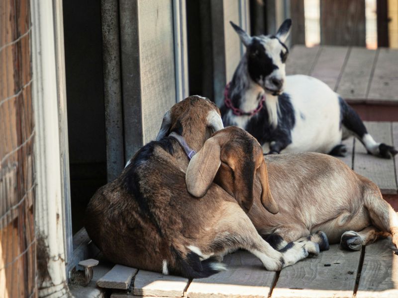 Social Creatures
