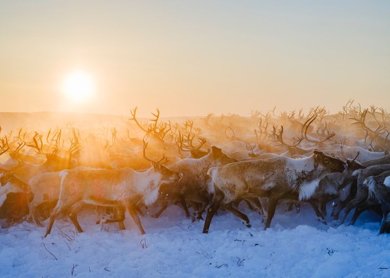 Sun-Synchronized Travelers