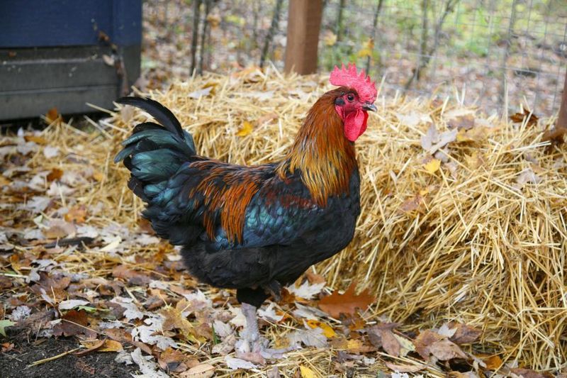 The Sunrise Alarm Clock: Roosters