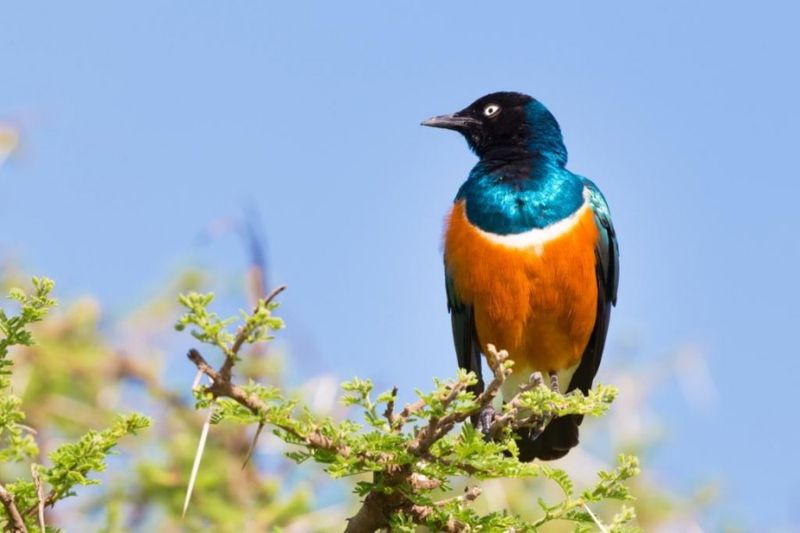 Living Rainbow: Superb Starling