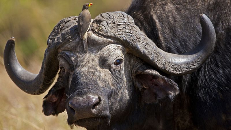 The Ox-Pecker Partnership