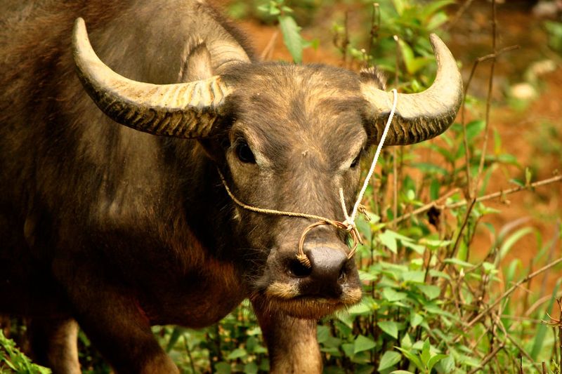 Jungle Secrets: The Kouprey