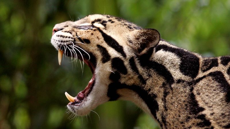 Record-Breaking Canines