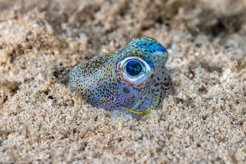 Bubble-Blowing Wizard: The Bobtail Squid