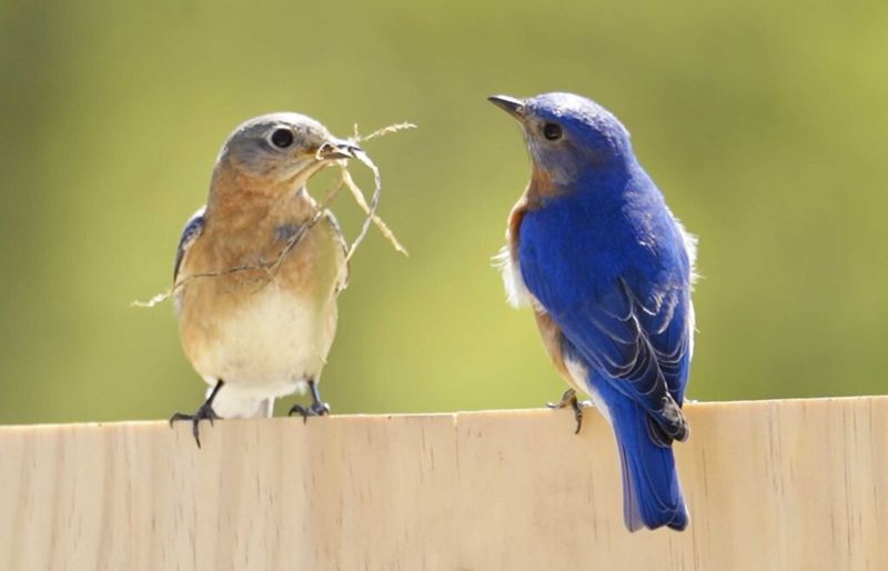 Sky-Blue Transformers: Eastern Bluebirds