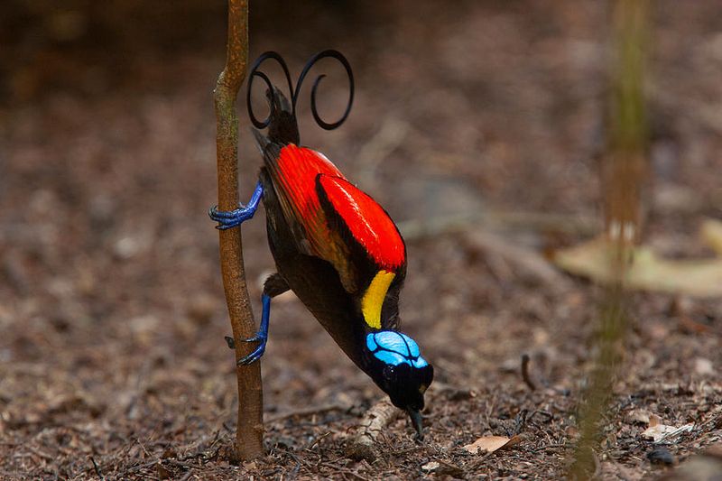 Feathered Fireworks: Wilson's Bird Of Paradise