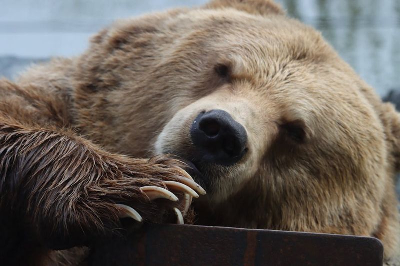Gentle Giants