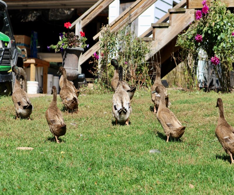 Quacking Garden Guardians