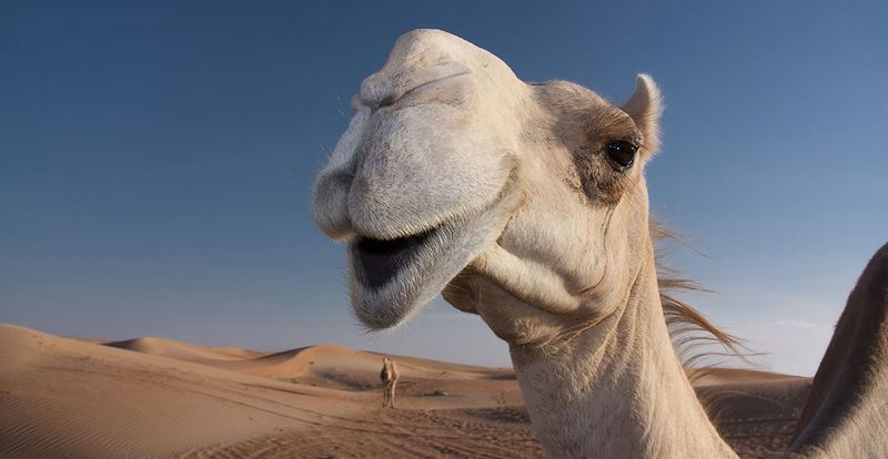 Desert Survival Expert With Heat-Resistant Nostrils