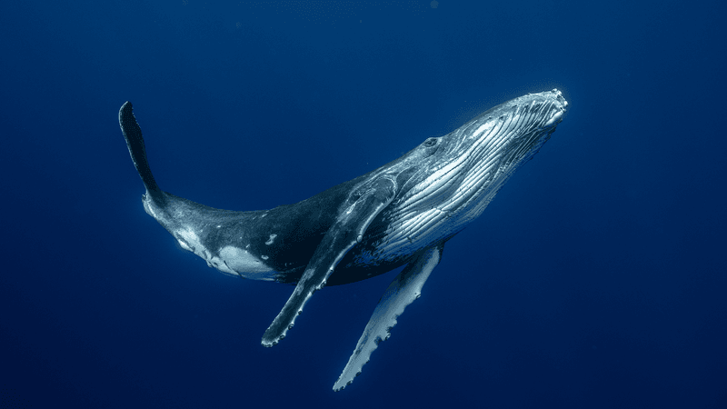 Perfect Ocean Harmony