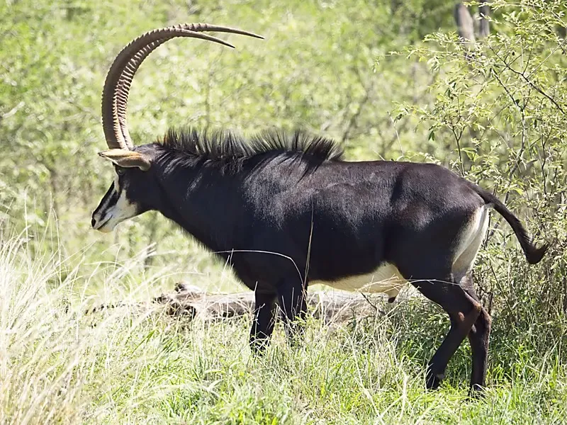 The Sable Fighter