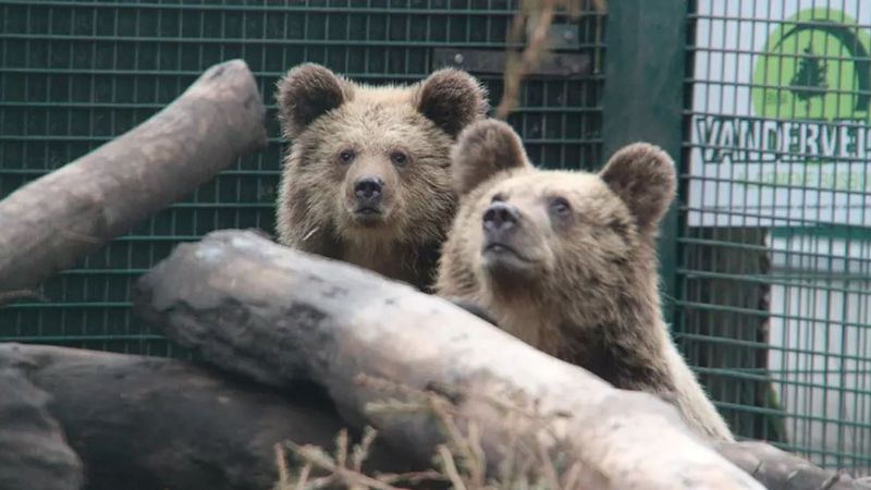Mish And Lucy's Honey Heist